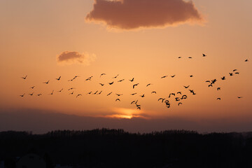 夕焼け空とマガンの群れ