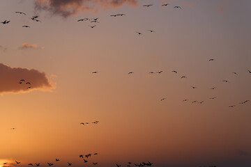 夕焼け空とマガンの群れ