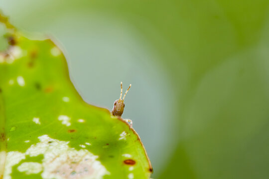 Curious Grasshopper Peeking Over a Green Leaf