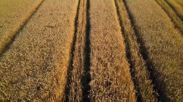 Aerial view of golden wheat field with parallel tractor tracks running through ripe crop at harvest time