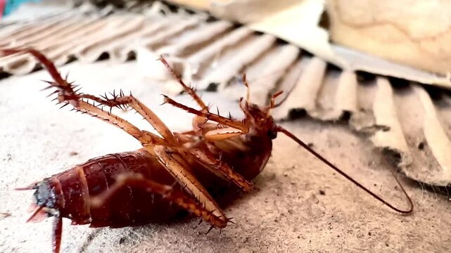 Close-up of a dead brown cockroach lying on its back on a dusty floor near cardboard debris. Detailed macro view highlights legs, antennae, and texture in an indoor pest control context.