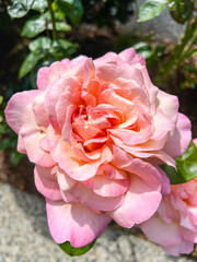 Pink Rose Bloom