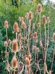 Dried Teasel Plants