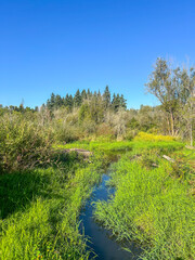 Tranquil Stream in Wetland