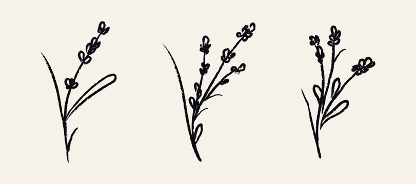 Grunge lavender flower collection. Chalk brush spring florals. Crayon wildflower sketches in doodle style. Hand drawn black charcoal plants for tattoo, poster, scrapbooking. Isolated vector illustrati