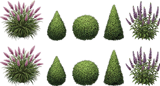 Set of garden plants vector illustrations including lavender pampas grass and topiary shrubs for landscaping architectural design and outdoor gardening.