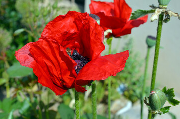 Papaver Orientale