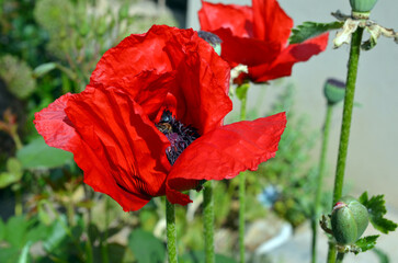 Papaver Orientale