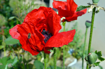 Papaver Orientale