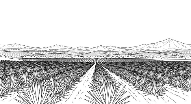 Linear agave field scene with mountain background and detailed plants in monochrome
