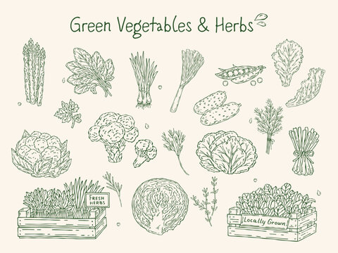 Hand-drawn line art vector set of green vegetables and herbs. Includes onion, leek, asparagus, lettuce, dill, parsley, cucumber, broccoli, cabbage, cauliflower, spinach, thyme, rosemary, and peas