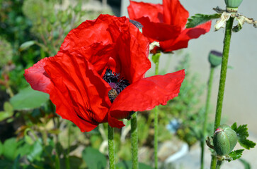 Papaver Orientale