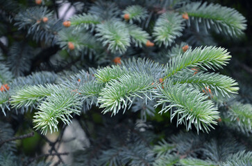Blue spruce (Picea pungens) tree branches glaucous blue-green needles. Nature , christmas tree , growing conifer tree concept. 