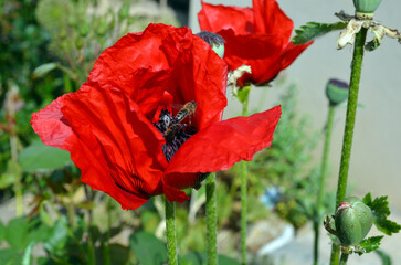 Papaver Orientale