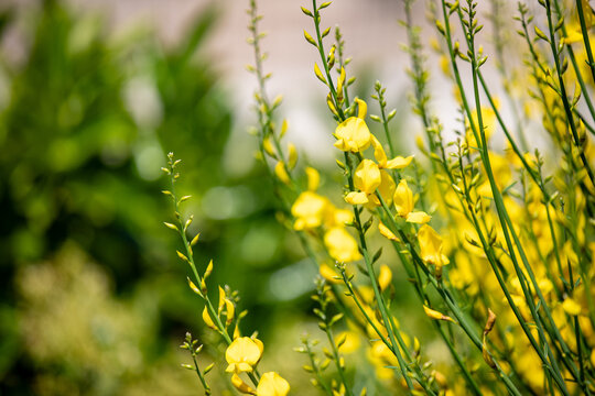 Close-up of the branches of the Spartium junceum with its dense yellow flowers. 
