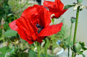 Papaver Orientale
