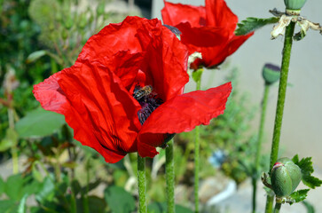 Papaver Orientale