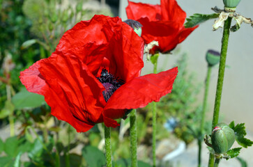 Papaver Orientale