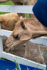 Close-up Profile View of a Dromedary Camel (Camelus dromedarius) Chewing Grass in an Outdoor Park