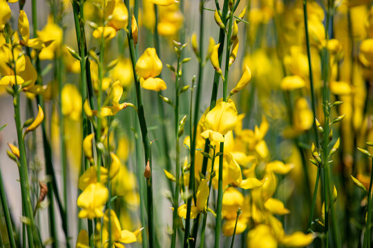 Close-up of the branches of the Spartium junceum with its dense yellow flowers. 