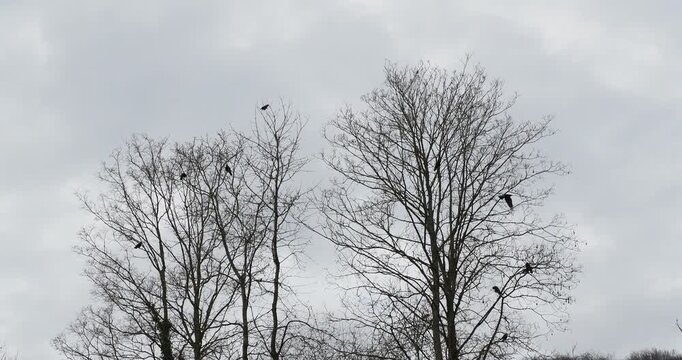(Corvus frugilegus) Des corbeaux freux perch&eacute;s sur les cimes de hauts arbres aux branches d&eacute;nud&eacute;s en p&eacute;riode d'hivernage
