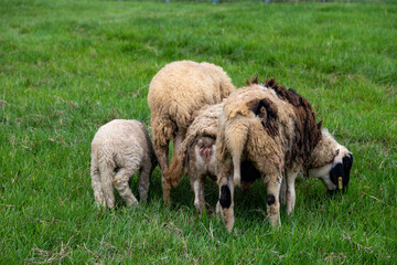 Rear View of a Small Flock of Sheep Grazing Together on Lush Green Grass in a Pasture © Husaini