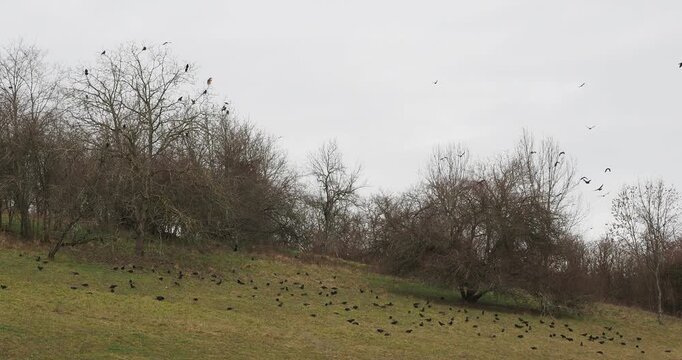 Une colonie de corbeaux freux (Corvus frugilegus) envahissant erratiquement une prairie pour chercher de la nourriture
