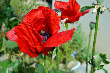 Papaver Orientale