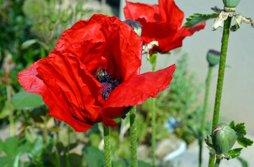 Papaver Orientale