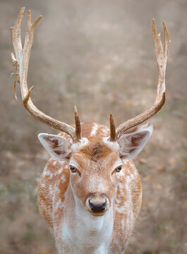 Portrait de daim m&acirc;le, d&eacute;partement des Alpes de Haute Provence, France 