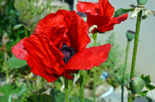 Papaver Orientale