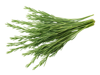 Fresh green dill herb bundle with delicate leaves on transparent background