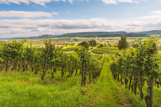 Vineyards overlooking Bergkirche St. Moritz in Hallau, Klettgau wine region, Canton of Schaffhausen, Switzerland