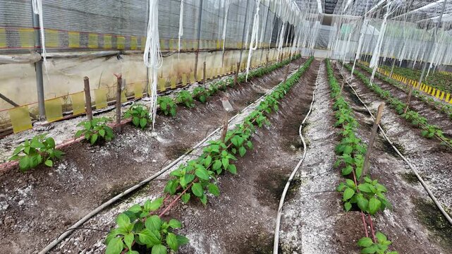 Green Pepper Plants Growing in Greenhouse during Sunny Day