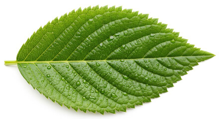 Fototapeta premium A vibrant green leaf with serrated edges and a prominent central vein