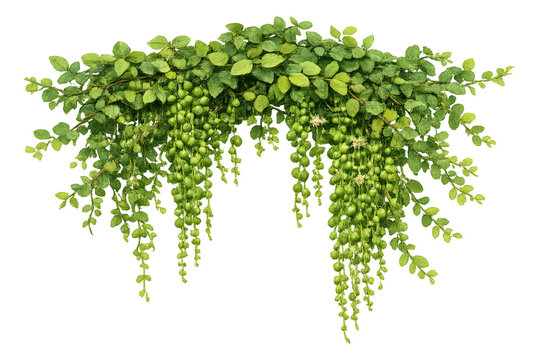 Green foliage border arching with hanging string of pearls succulent vines, decorative botanical element on transparent background