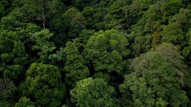 Aerial view of lush green rainforest in American Samoa