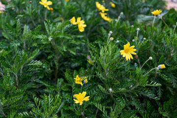 Fototapeta premium Yellow marguerite flowers blooming in green foliage