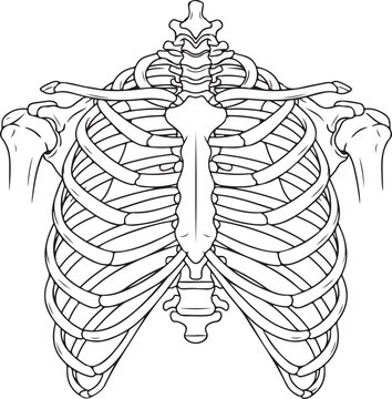 Line art illustration of a human rib cage, emphasizing the clavicle, scapula, ribs, and sternum from an anterior view. , Generative Ai