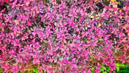 Fototapeta premium Decorative Climbing Plant, Small Circle Leaves of Dischidia Growing on a Garden Wall.
