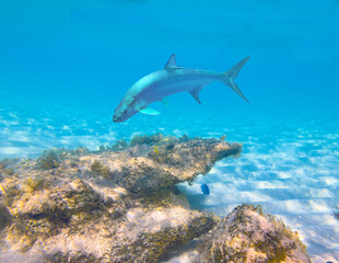 Fascinating tarpon fish (Megalops atlanticus) in the waters of Carlisle Bay beach, Bridgetown, Barbados, West Indies