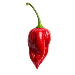 A hot pepper on a white background