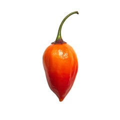 A hot pepper on a white background