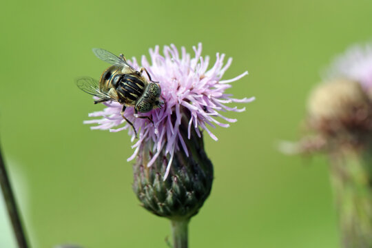 Common Lagoon Fly, Eristalinus aeneus also know as Large Spotty-eyed Drone Fly. Fly on flower.