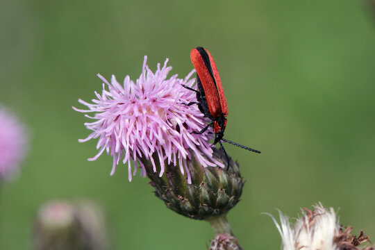 Lygistopterus sanguineus is a species of net-winged beetle in the family Lycidae.