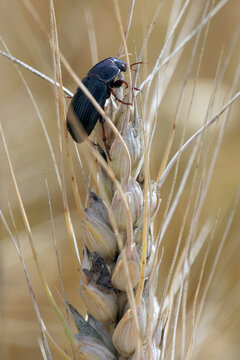 Corn ground beetle (Zabrus tenebroides), on an ear of cereal.