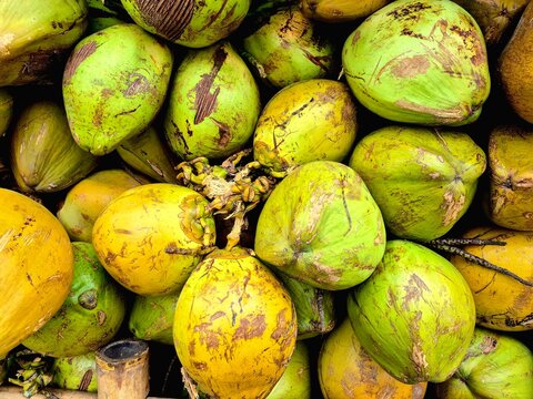 High angle view of a pile of fresh green and yellow young coconuts.