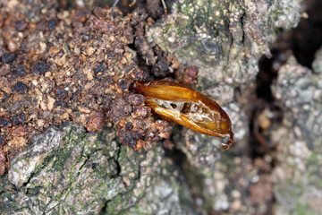 Pupa exuviae protruding from the breeding site, apple tree bark. Apple Clearwing Moth, Synanthedon myopaeformis. © Tomasz