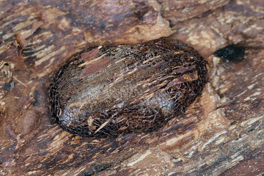 Cocoon of Cimbex luteus know as Willow Sawfly or Clubhorn found under the loose bark of an old willow tree.