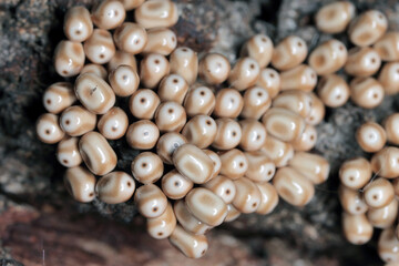 Eggs of Fox Moth (Macrothylacia rubi) deposited on the bark of trees. Caterpillars are pests of many plants, including crops. © Tomasz